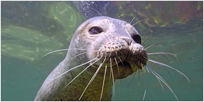 Histoires de phoques: Entre terre et mer, edited by Geoff Klein, directed by Harold Arsenault